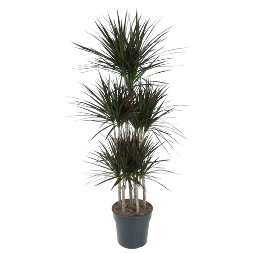"Dracaena Magenta Carrousel - 150cm - ø31 image"