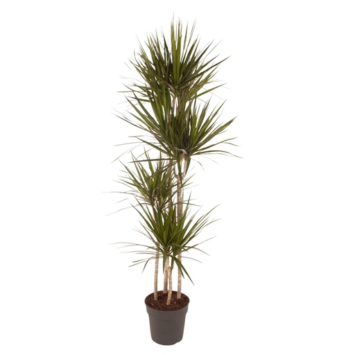 "Dracaena Marginata - 180 cm - ø27 image"
