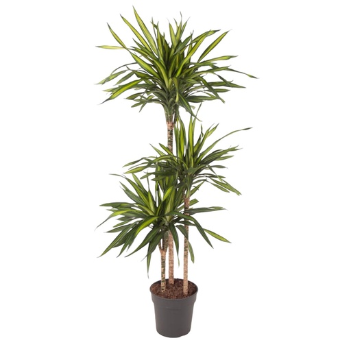 "Dracaena Riki - 140 cm - ø24 image"