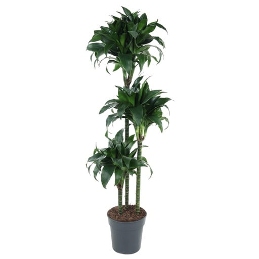 "Dracaena Tatuade - 140 cm - ø24 image"