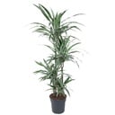 Dracaena Warneckei - 130 cm - ø27