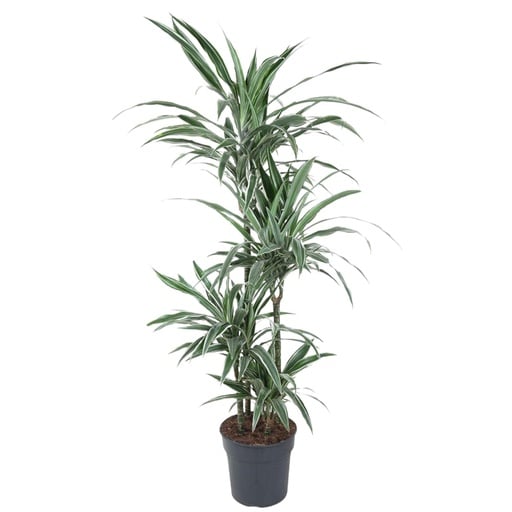 "Dracaena Warneckei - 130 cm - ø27 image"
