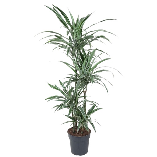 "Dracaena Warneckei - 130 cm - ø27 image"