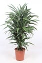 Dracaena Warneckei - 100 cm - ø27