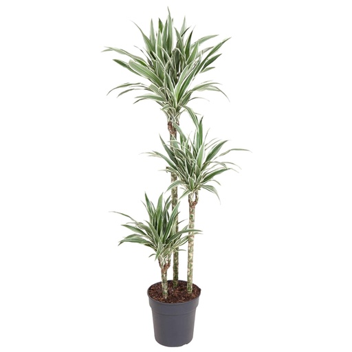 "Dracaena White Stripe - 150 cm - ø24 image"