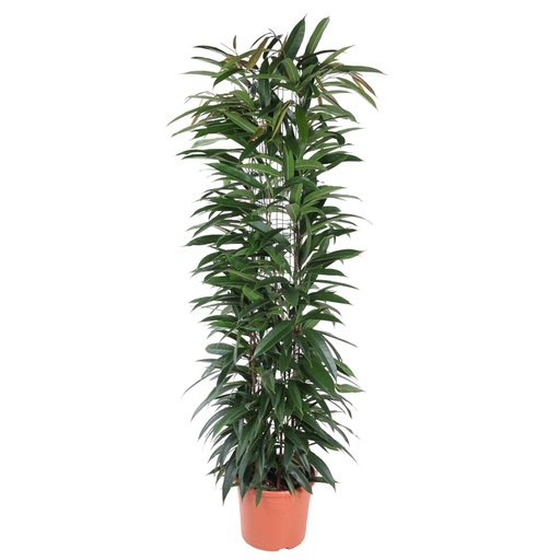 "Ficus Alii King column - 150 cm - ø29 image"