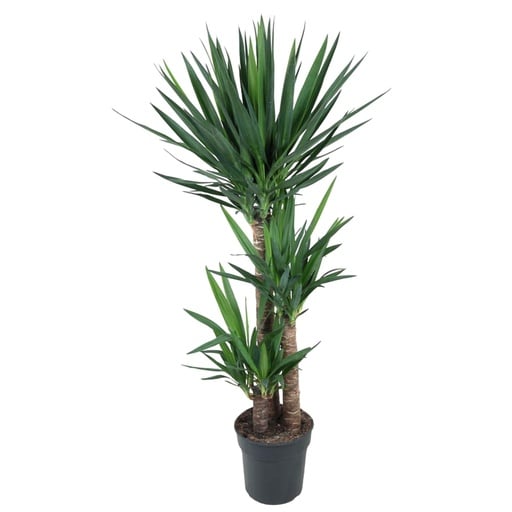 "Palmlilie (Yucca elephantipes) – pflegeleichte Zimmerpflanze, Höhe ca. 140 cm image"