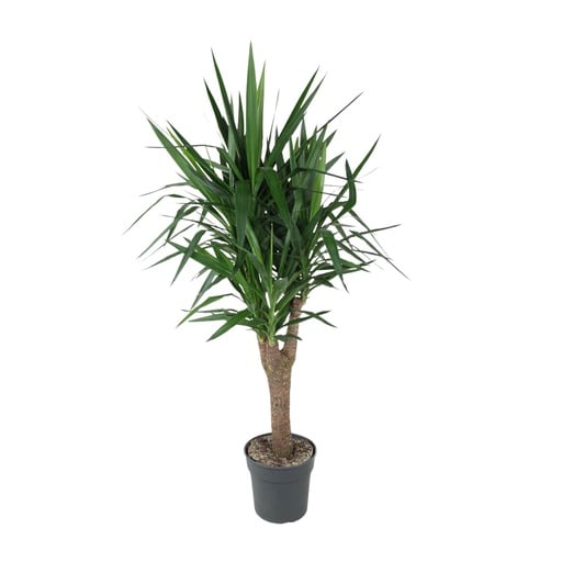 "Palmlilie (Yucca elephantipes) – pflegeleichte Zimmerpflanze, Höhe ca. 150 cm image"