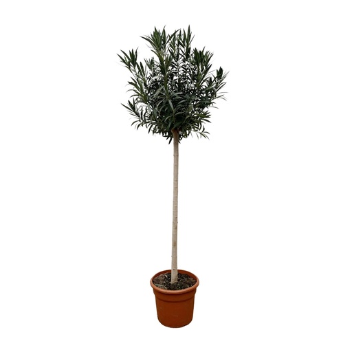 "Nerium Oleander on stem with white flower - 170cm- Ø40 image"