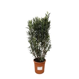 Oleander (Nerium oleander) – Mediterranean container plant, height approx. 180 cm