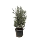 Olea Europaea shrub - 250cm- Ø55