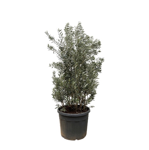 "Olea Europaea shrub - 250cm- Ø55 image"