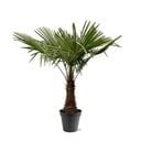 Trachycarpus Fortuneii - 220 - 240cm - Ø40-45