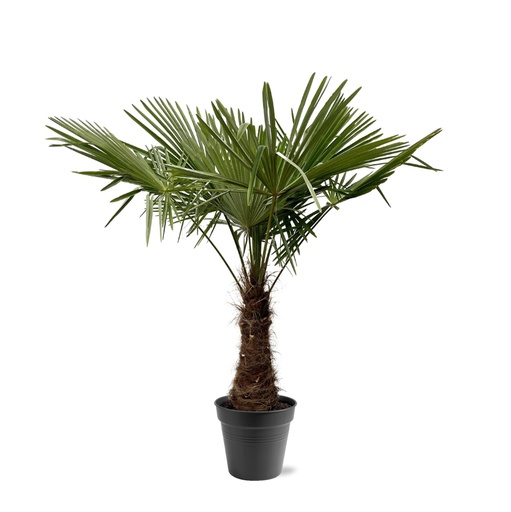 "Chinesische Hanfpalme (Trachycarpus fortunei) – winterharte Fächerpalme, Höhe ca. 240 cm image"