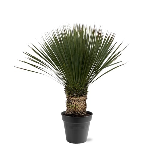 "Blaublättrige Yucca (Yucca rostrata) – pflegeleichte Zimmerpflanze, Höhe ca. 100 cm image"