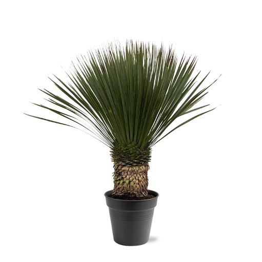 "Blaublättrige Yucca (Yucca rostrata) – pflegeleichte Zimmerpflanze, Höhe ca. 100 cm image"