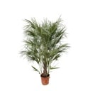 Chamaerops Humilis Strauch - 170 cm - Ø30