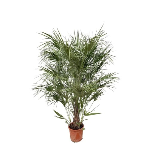 "Zwergpalme (Chamaerops humilis) – bedingt winterharte Kübelpalme, Topf-Ø 30 cm, Höhe ca. 170 cm image"