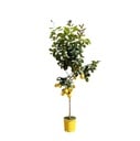 Lemon tree - 150 cm - ø30