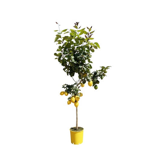 "Lemon tree - 150 cm - ø30 image"