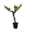 Grapevine (Vitis Vinifera) stem branched - 200cm - ø35