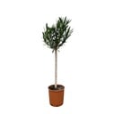 Nerium Oleander Stämmchen mit weißen Blüten - 150 cm - Ø30