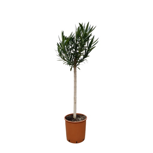 "Nerium Oleander Stämmchen mit weißen Blüten - 150 cm - Ø30 image"