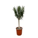 Nerium Oleander on stem with white flower - 110cm - Ø30