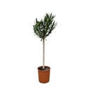 Nerium Oleander Stämmchen mit rosa Blüten - 150 cm - Ø30
