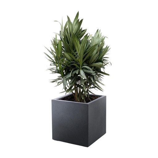 "Nerium Oleander shrub with red flower - 70cm- Ø19 image"