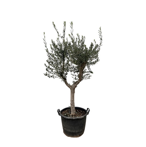 "Olivenbaum (Olea europaea) – mediterranes Kübelgehölz, Topf-Ø 45 cm image"