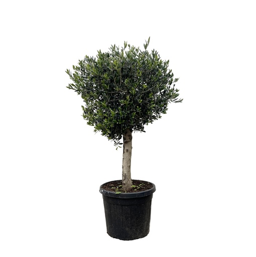 "Olivenbaum (Olea europaea) – winterharter Olivenbaum, Höhe ca. 180 cm image"