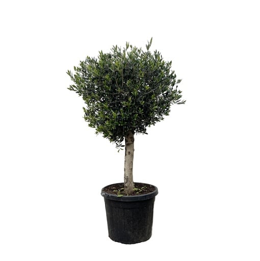 "Olivenbaum (Olea europaea) – winterharter Olivenbaum, Höhe ca. 180 cm image"