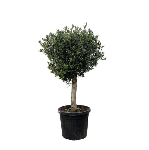 "Olivenbaum (Olea europaea) – mediterranes Kübelgehölz, Topf-Ø 45 cm image"