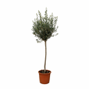 Olea Europaea on stem - 160cm- Ø24