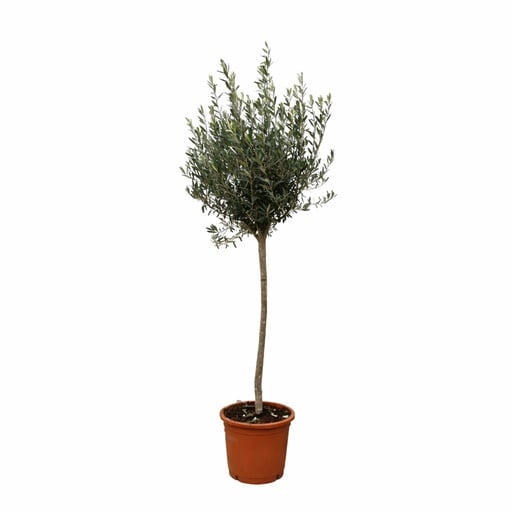 "Olivenbaum (Olea europaea) – mediterranes Kübelgehölz, als Stämmchen, Topf-Ø 24 cm image"