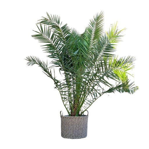 "Kanarische Dattelpalme (Phoenix canariensis) – pflegeleichte Zimmerpflanze, Höhe ca. 230 cm image"