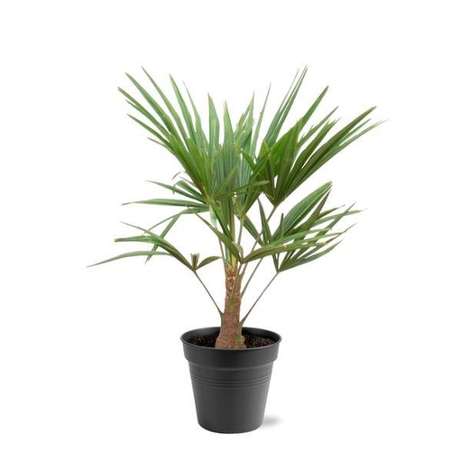 "Trachycarpus Fortunei - 85-100cm - Ø21 image"