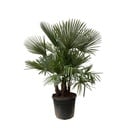 Trachycarpus multi stem - 230cm- Ø50