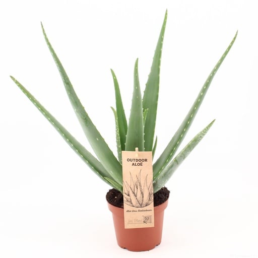"Aloe Vera P14 - Ø14cm - ↕45cm image"