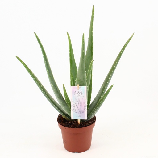 "Aloe Vera P14 - Ø14cm - ↕45cm image"