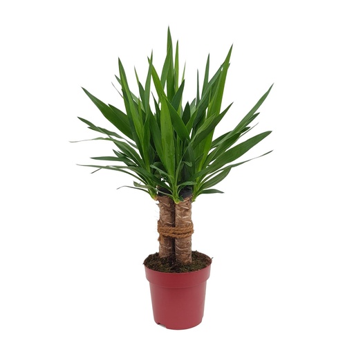 "Yucca "Tres Cañas" 30 Stam P19 - Ø19cm - ↕70cm image"