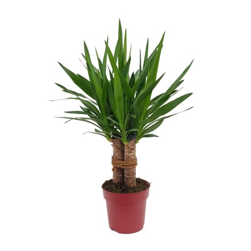 "Yucca "Tres Cañas" 30 Stamm P19 - Ø19cm - ↕70cm image"