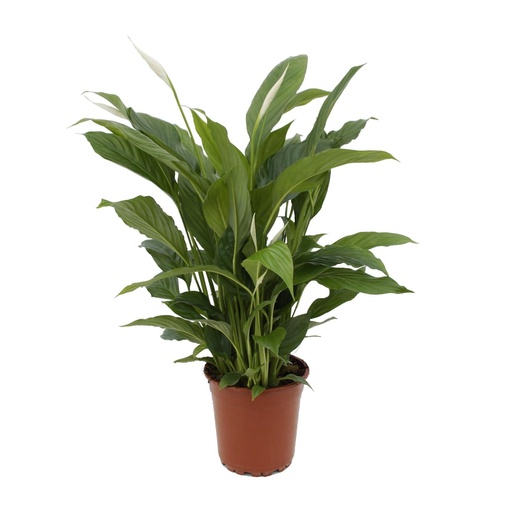 "Spathiphyllum Torelli P17 - Ø17cm - ↕65cm image"