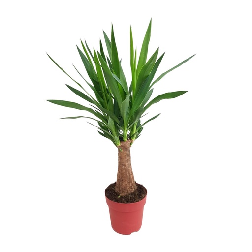 "Yucca "Maya Tree" 30stam P19 - Ø19cm - ↕80cm image"