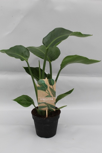 "Strelitzia Nicolai P13 - Ø13cm - ↕35cm image"