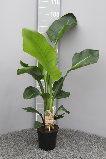 "Strelitzia Nicolai P17 2pp - Ø17cm - ↕70cm image"