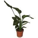 Strelitzia Nicolai 2pp - Ø17cm - ↕65cm
