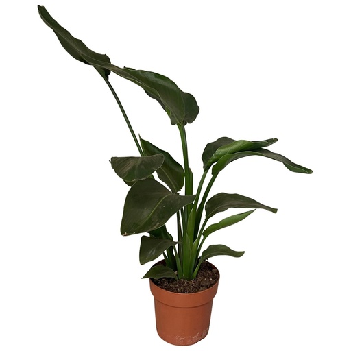 "Baumstrelitzie 'Nicolai' (Strelitzia nicolai) – pflegeleichte Zimmerpflanze, Topf-Ø 17 cm, Höhe ca. 65 cm image"