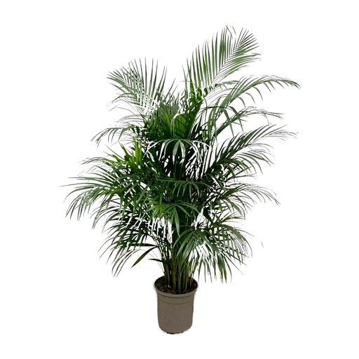 "Dypsis Lutescens (Areca palm) 140 cm - ø21-24 image"